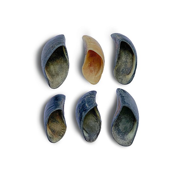 Kit 6 Cascos Bovinos - Luv