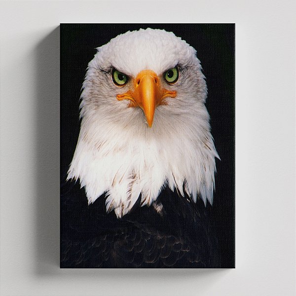 Quadro Canvas Águia