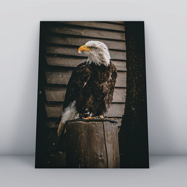 Quadro Canvas Águia da Cabeça Branca