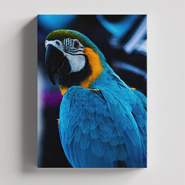 Quadro Canvas  Arara