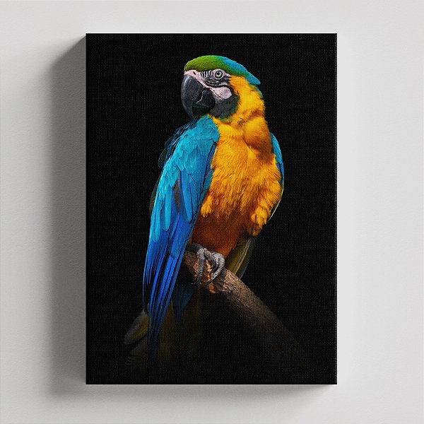 Quadro Canvas  Arara Canindé