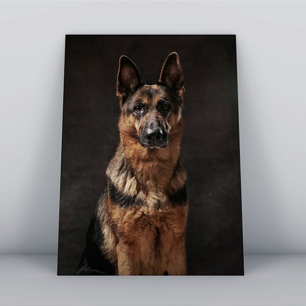 Quadro Canvas Cachorro Pastor Alemão