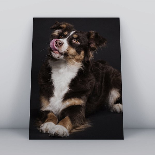 Quadro Canvas Cachorro Pidão
