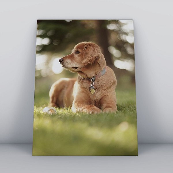 Quadro Canvas Cachorro Pleno