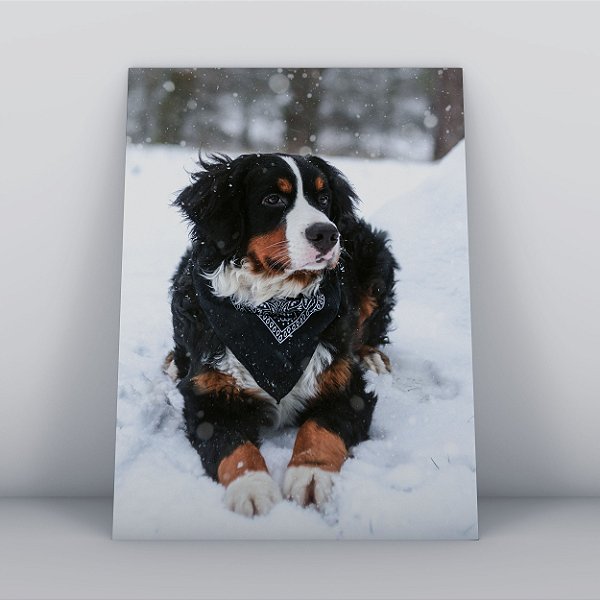 Quadro Canvas Cachorro São Bernardo Neve