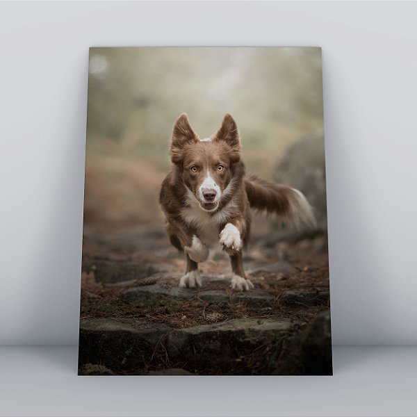 Quadro Canvas Cachorro Caçador