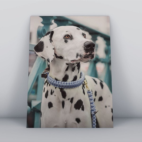Quadro Canvas Cachorro Dalmata
