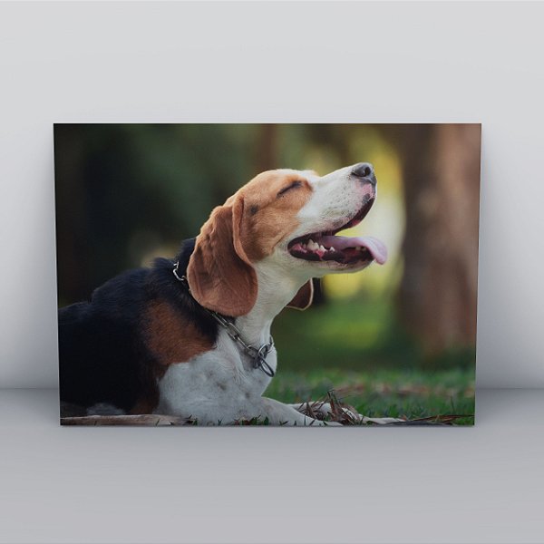 Quadro Canvas Cachorro Babão