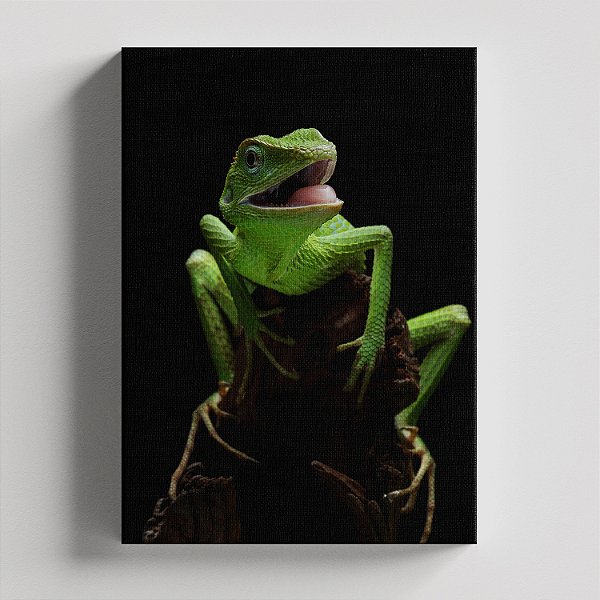 Quadro Canvas Sapo Alegre