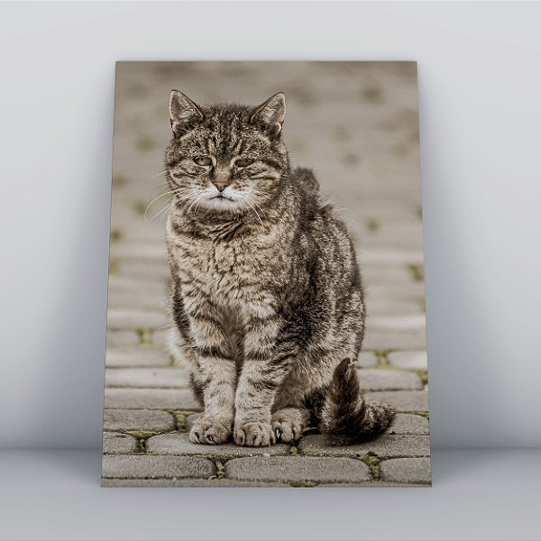 Quadro Canvas Gato Sério