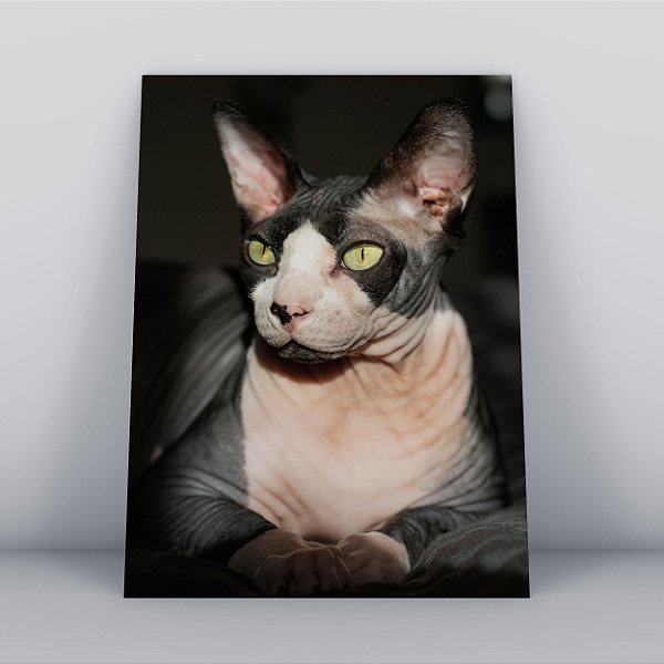 Quadro Canvas Gato Sphynx