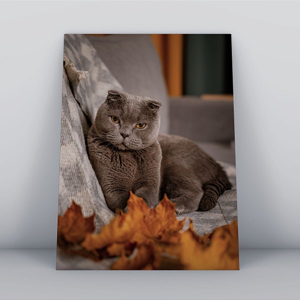 Quadro Canvas Gato 034