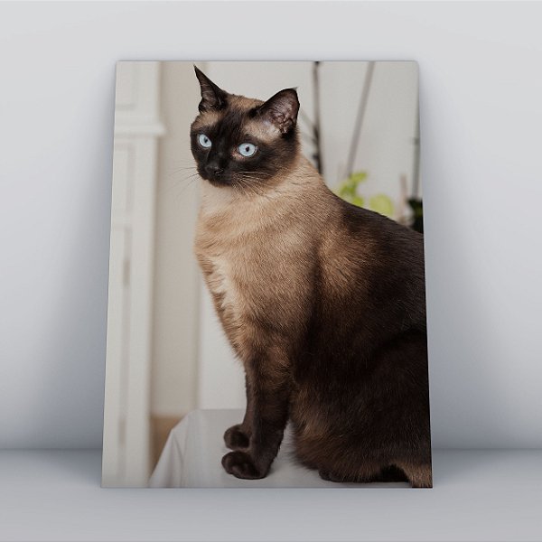 Quadro Canvas Gato Siamês
