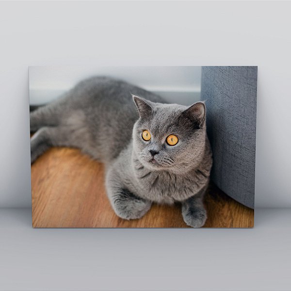 Quadro Canvas Gato Curioso