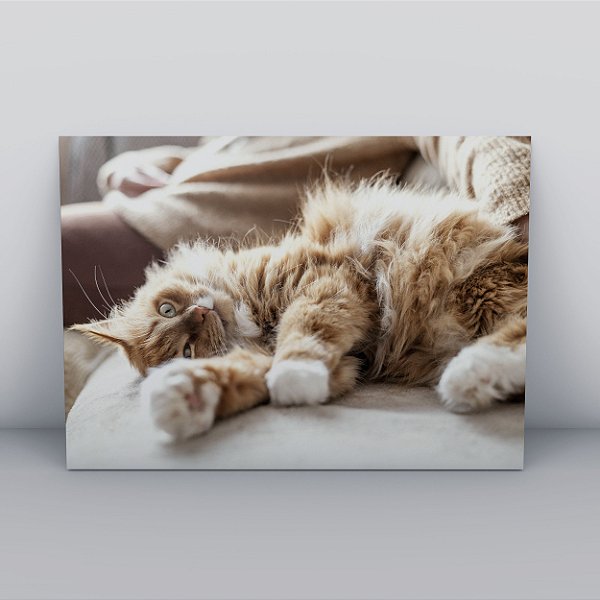 Quadro Canvas Gato Preguiçoso