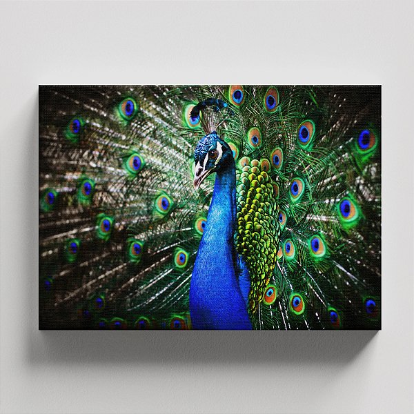 Quadro Canvas Pavão