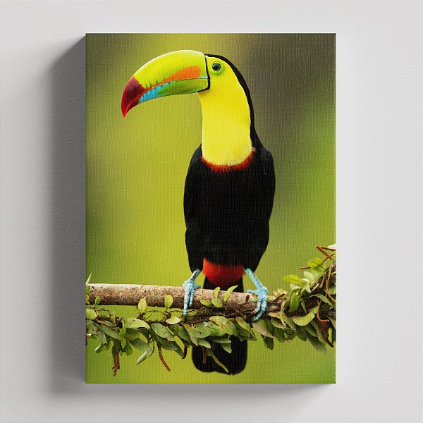 Quadro Canvas Tucano
