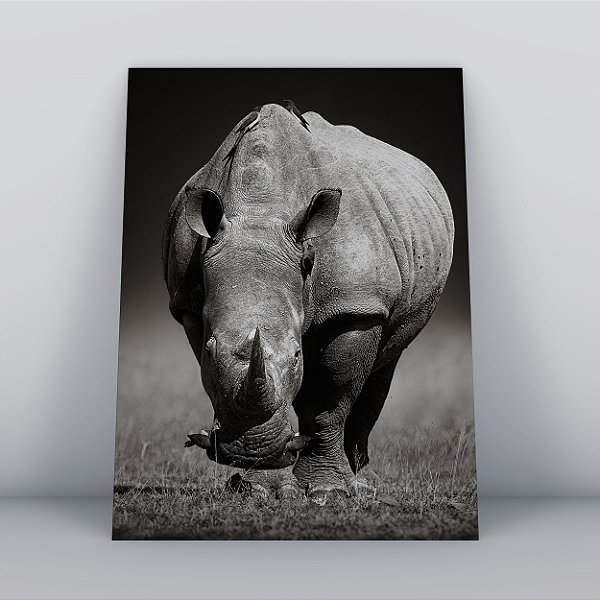 Quadro Canvas Rinocerontes