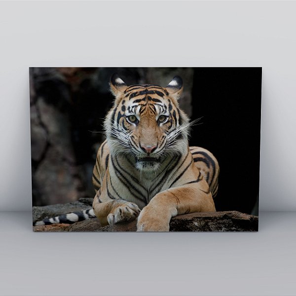 Quadro Canvas Tigre