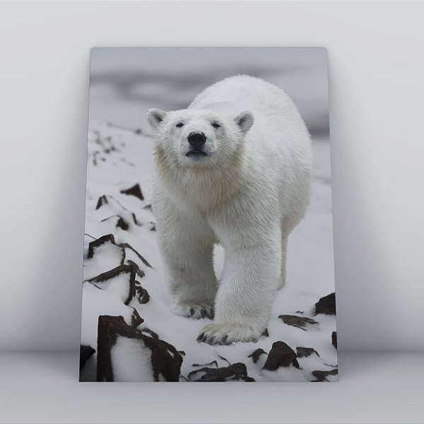 Quadro Canvas Urso Polar