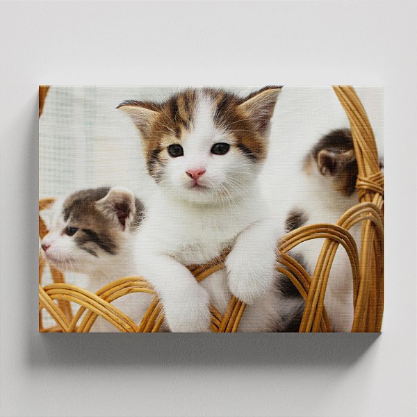 Quadro Canvas Trio de Gatos Cesta 123