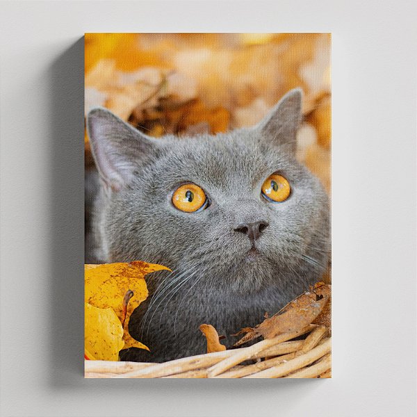 Quadro Canvas Gato Cinza Olhos Mel 067