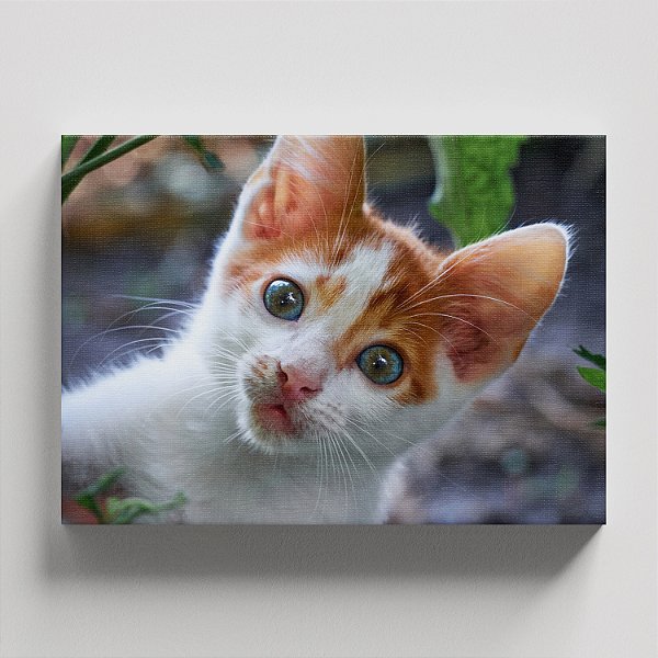 Quadro Canvas Gato Branco Olhos Azuis 30cmX45cm Borda Infinita CHASSI 2cm OUTLET