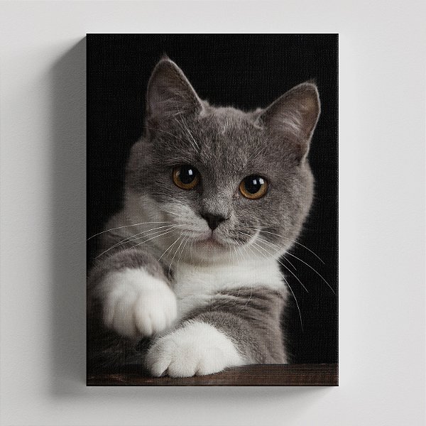 Quadro Canvas Gato Cinza Pelo Curto Inglês 013