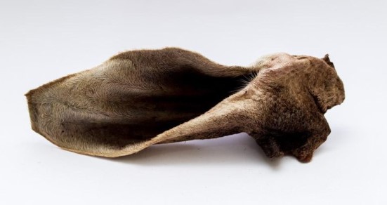 Orelha Bovina Completa