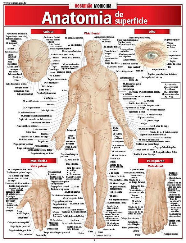 ANATOMIA DE SUPERFÍCIE