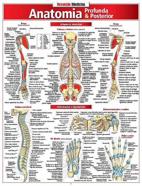 ANATOMIA PROFUNDA E POSTERIOR