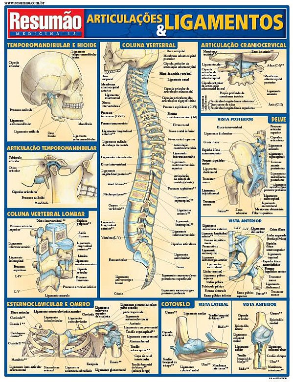 ARTICULAÇÕES E LIGAMENTOS