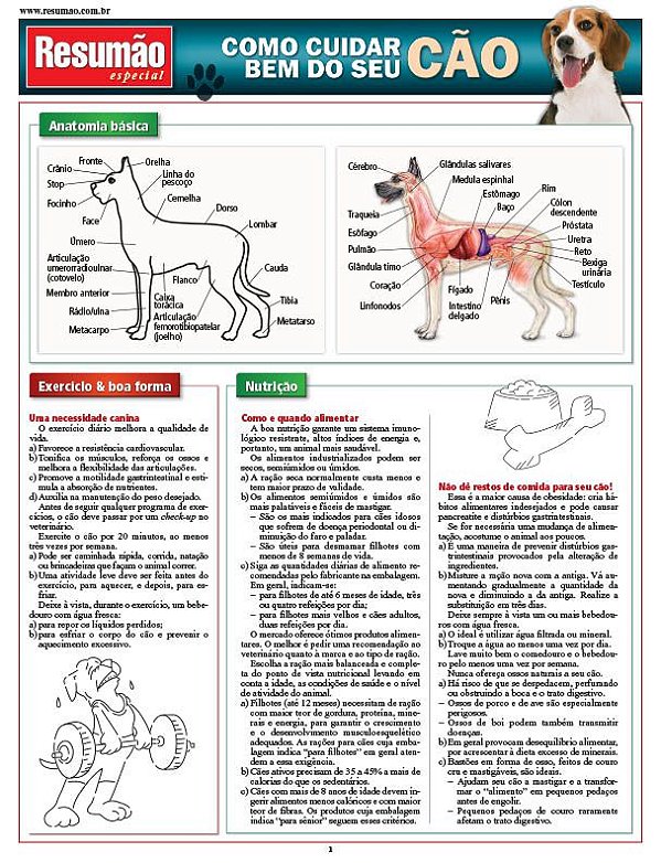 COMO CUIDAR BEM DO SEU CÃO