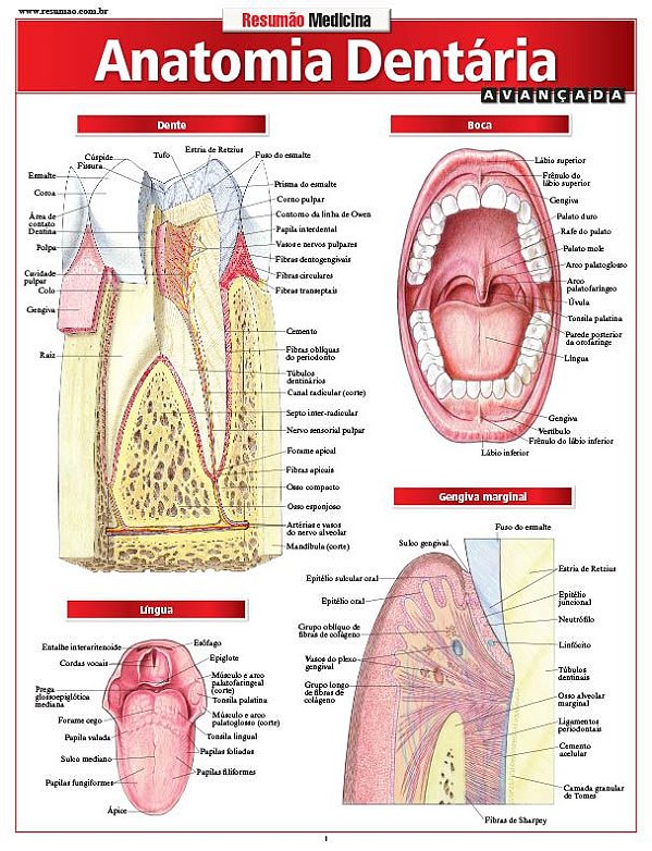 ANATOMIA DENTÁRIA AVANÇADA