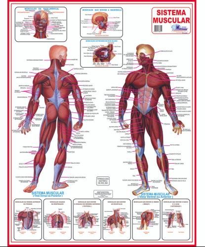 MAPA - SISTEMA MUSCULAR DOBRADO