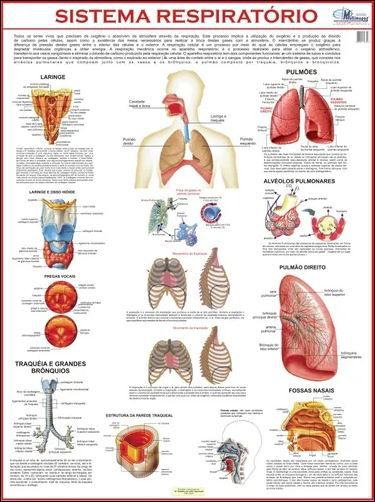 MAPA - SISTEMA RESPIRATORIO DOBRADO
