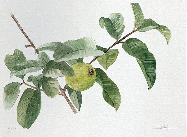 Série botânica – Psidium guajava, 2018 | 42 , 29,7 cm