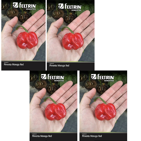 KIT 4 UN FELTRIN SEMENTE PIMENTA MORUGA RED 400MG 1PCT
