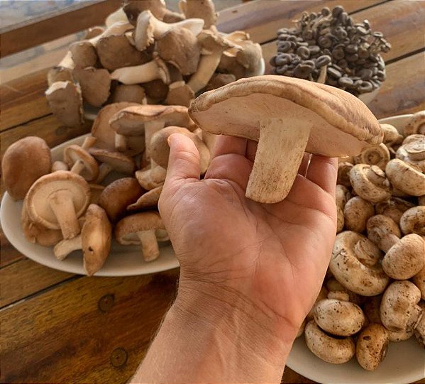 MIX DE COGUMELOS PREMIUM 500g