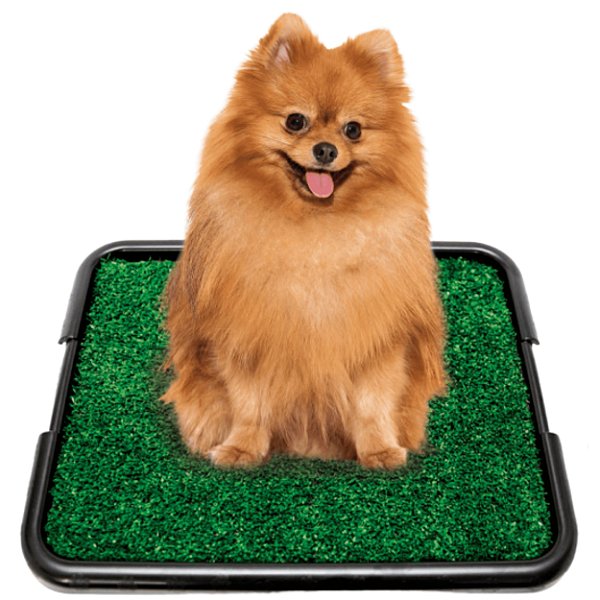 Sanitário Canino Xixi Dog Com Grama