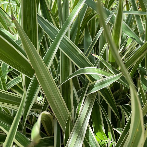 Dionela (Dianella tasmanica)