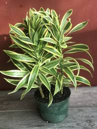 Pleomele Variegata