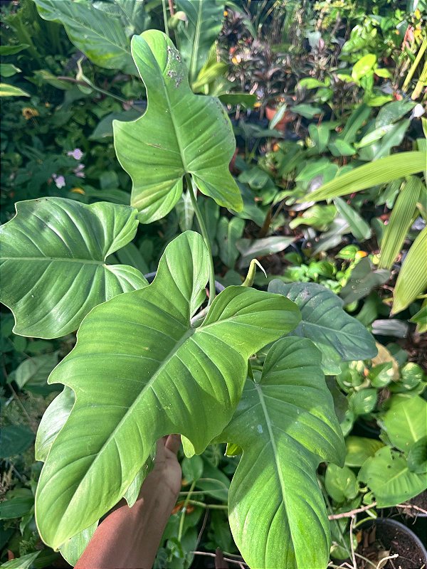 Phiolodendron Nadruzianum