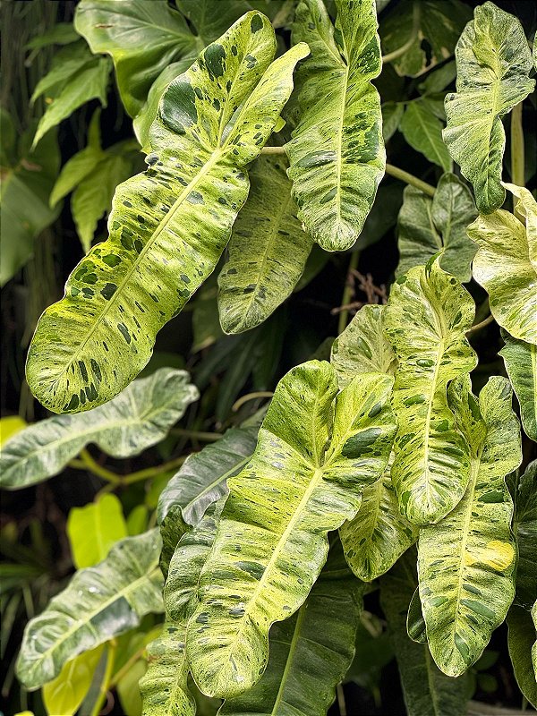 Philodendron Paraiso Verde