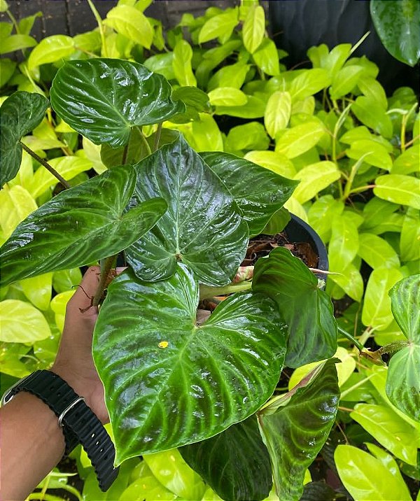 Philodendrom Verrucosum