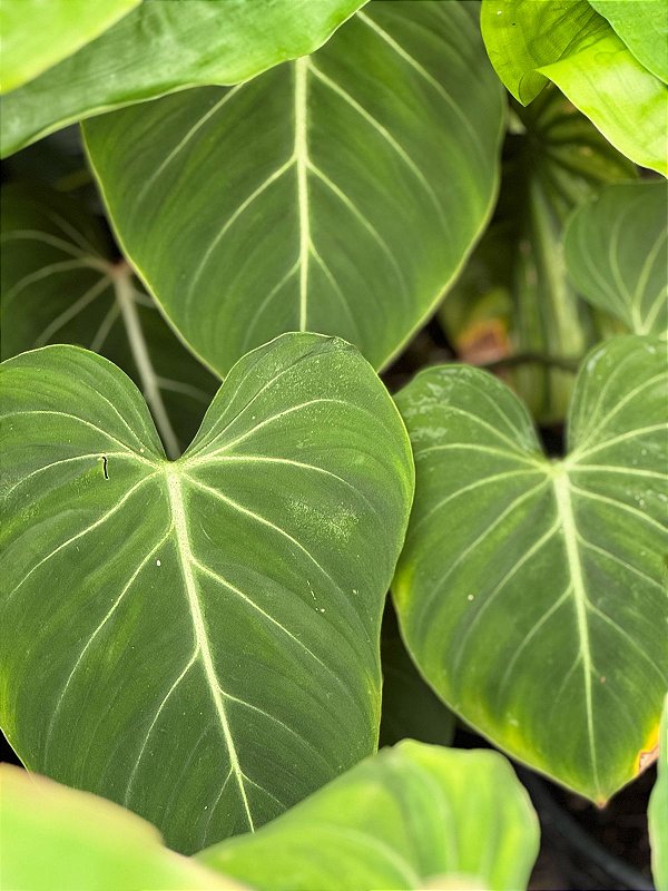 Philodendron Gloriosum