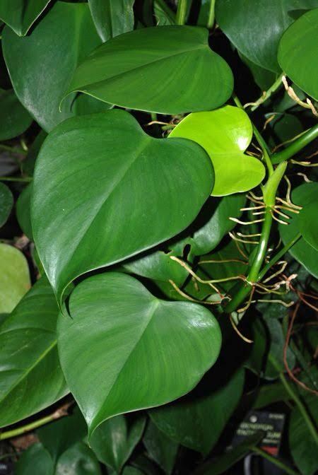 Philodendron MIcrostictum