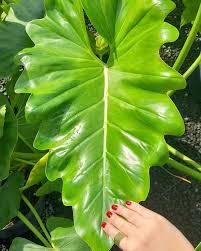 Philodendron Danteanum