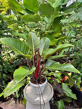 Philodendron  Red Beauty