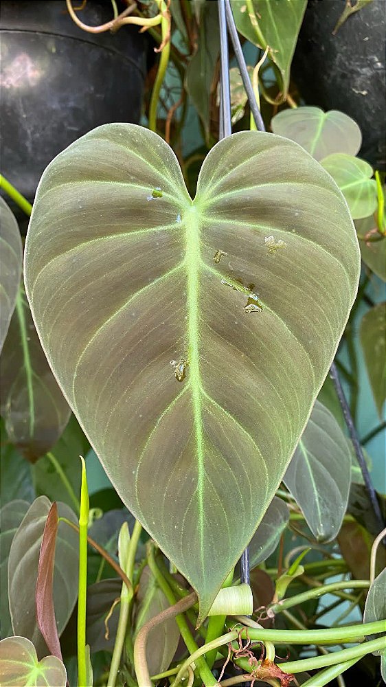 Philodendron Micans